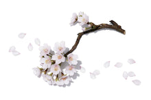 Load image into Gallery viewer, Shiseido White Lucent Day Emulsion Broad Spectrum SPF23 1.7oz / 50ml